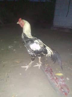 murga