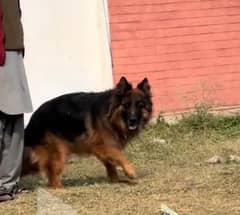 dog German shepherd