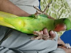 pahari chick