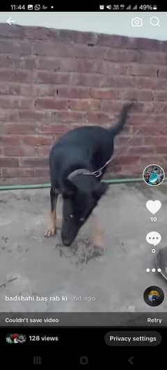 dog German shepherd alsheshan cross