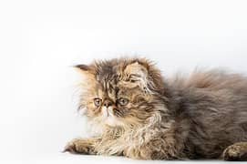 Russian cat 4month baby punch face