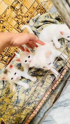 White Female Kitten Persian