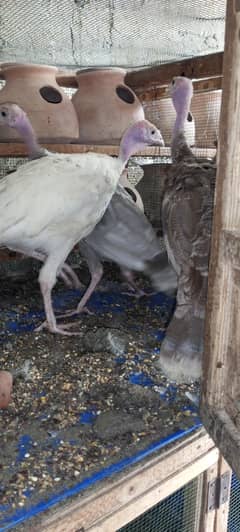 turkey chicks