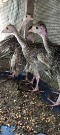 turkey chicks