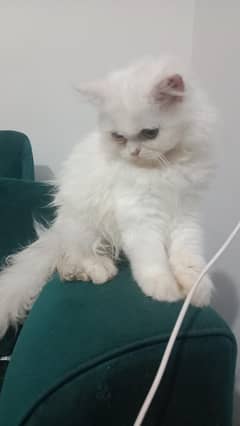 High quality kitten available