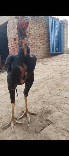 Aseel
