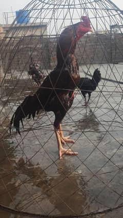nawabi aseel long hight beautiful color fit breeder 03243071070