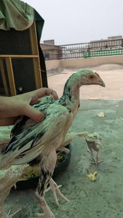 Heera aseel