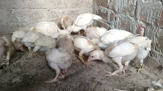 Heera Aseel chicks