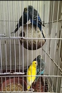 Australian parrot