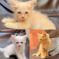 parsian kitten for sale