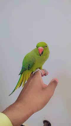 ringneck tamed female available