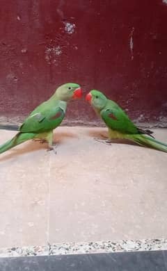 Jumbo Kashmiri Raw Full Hand Tame Talking pair