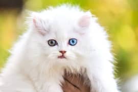 persion kitten 