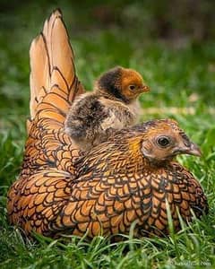 fancy chick/ golden sebright