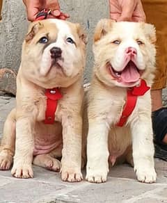 king alabai pair dog Male and female age 2month for sale
