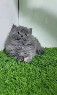 PERSIAN KITTEN FOR SALE ONLY CONTACT WHATUP 03292450497