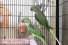 kashmiri pahari parrot breeder pair for sale 100% breeder