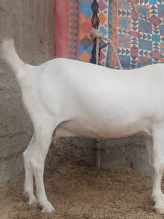 pure gulabi tedy female for sale