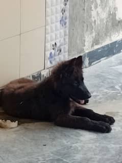 I want to sell my dog