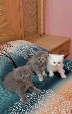 Persian kitten