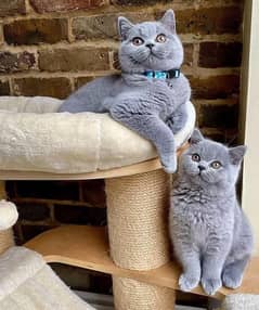 British shorthair kittens available import from Russia