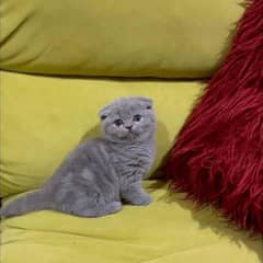 Scottish fold kittens available import from Russia