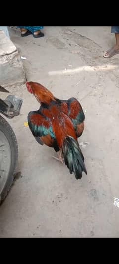 aseel for sale