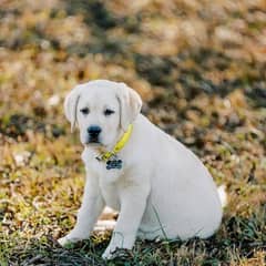 Labrador pedigree puppies available looking for a new home
