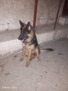 jerman shepherd black mask show classfemale conform breeder.