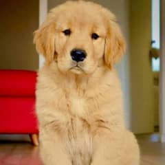 golden retriever pedigree puppies available