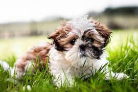 Shihtzu n Maltese puppies available looking for a new home