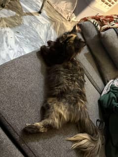 Female Persian Cat