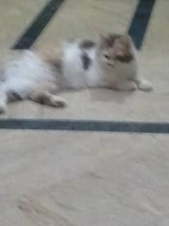 for sale cat