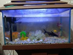 fish aquarium with full accessries