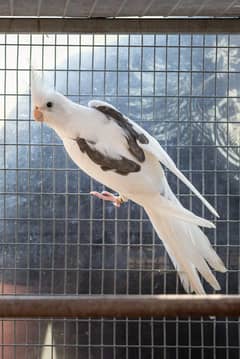 Coctail Parrot Eno V Pide and Grey Eggs laying pairs