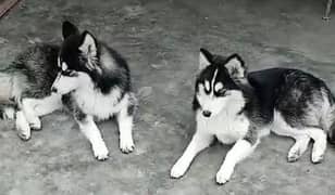 Siberian