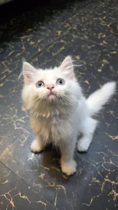 Persian kittens/cats for sale