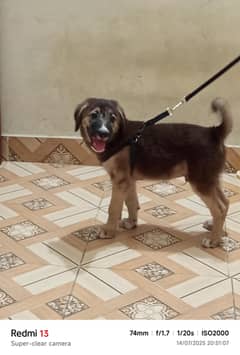 German and Labrador cross