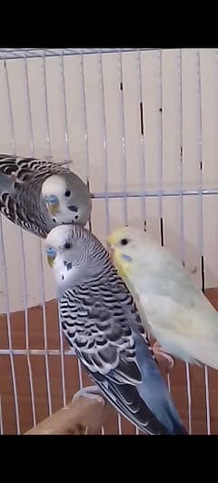 budgies for sale best quality