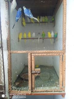 Budges birds for sale