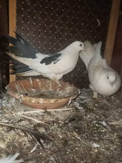 fancy pigeon exchange
