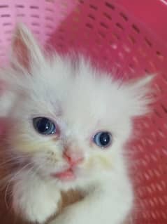 Peki
