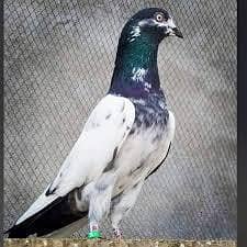kabooter