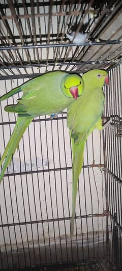 Ring Neck breader pair quality bird 2.3 month me Breed krdega