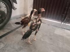 Aseel chicks