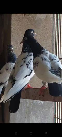 pigeons
