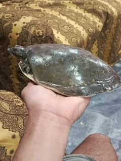 turtles
