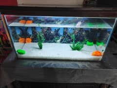 fish aquarium