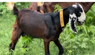 2 male Goats